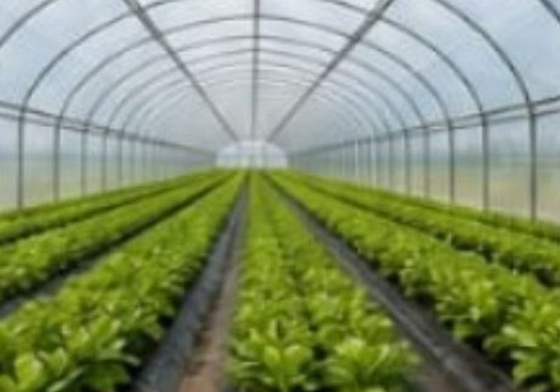 LLDPE 209 for Greenhouse Film